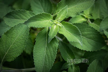 Load image into Gallery viewer, Vana Tulasi plant growing in garden – wild holy basil medicinal herb with aromatic green leaves
