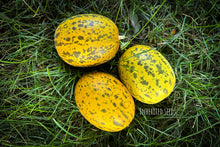 Load image into Gallery viewer, Striped Dosakai Seeds – Andhra Cucumber / Sambar Dosakaya

