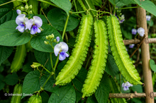 Load image into Gallery viewer, Winged Bean Pole
