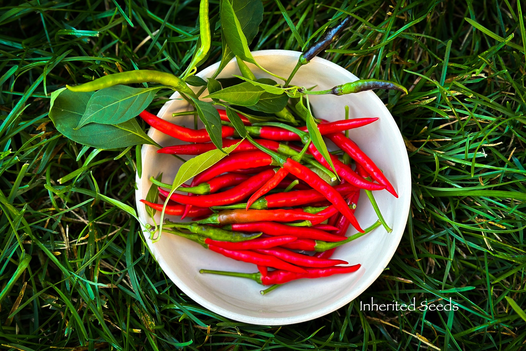 planting thai chili seeds Chilli Thai Super – Inherited Seeds