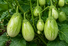 Load image into Gallery viewer, Eggplant Nellore Green Bhartha | Indian Green Brinjal
