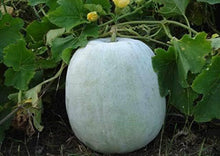 Load image into Gallery viewer, A round pale green pumpkin or melon growing on the ground among green leaves and vines, with a small yellow flower visible above.
