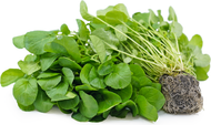 Cress Upland (Aliviraai)