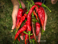 Chilli Kashmiri