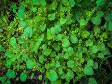 Load image into Gallery viewer, Chukka Kura leafy green plant with tangy sorrel flavor used in Indian chutneys
