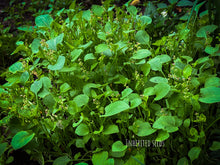 Load image into Gallery viewer, Growing Chukka Kura plant in garden bed – tangy Indian sorrel leafy vegetable
