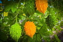 Load image into Gallery viewer, Indian Mini Bitter Gourd Seeds (Karela) – Heirloom Mini Bitter Melon, Momordica charantia
