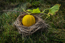 Load image into Gallery viewer, Dosakai / Indian Cucumber / Lemon Cucumber
