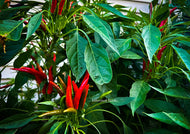 Chilli Hot Japanese-Santaka