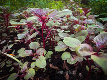 Load image into Gallery viewer, Lal Chaulai leafy vegetable harvested fresh for traditional Indian cooking
