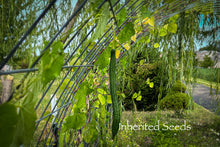 Load image into Gallery viewer, Luffa Angled Ridge Gourd
