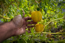 Load image into Gallery viewer, Dosakai / Indian Cucumber / Lemon Cucumber
