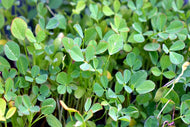 Fenugreek / Methi