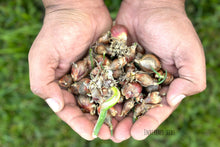 Load image into Gallery viewer, Egyptian Walking Onions
