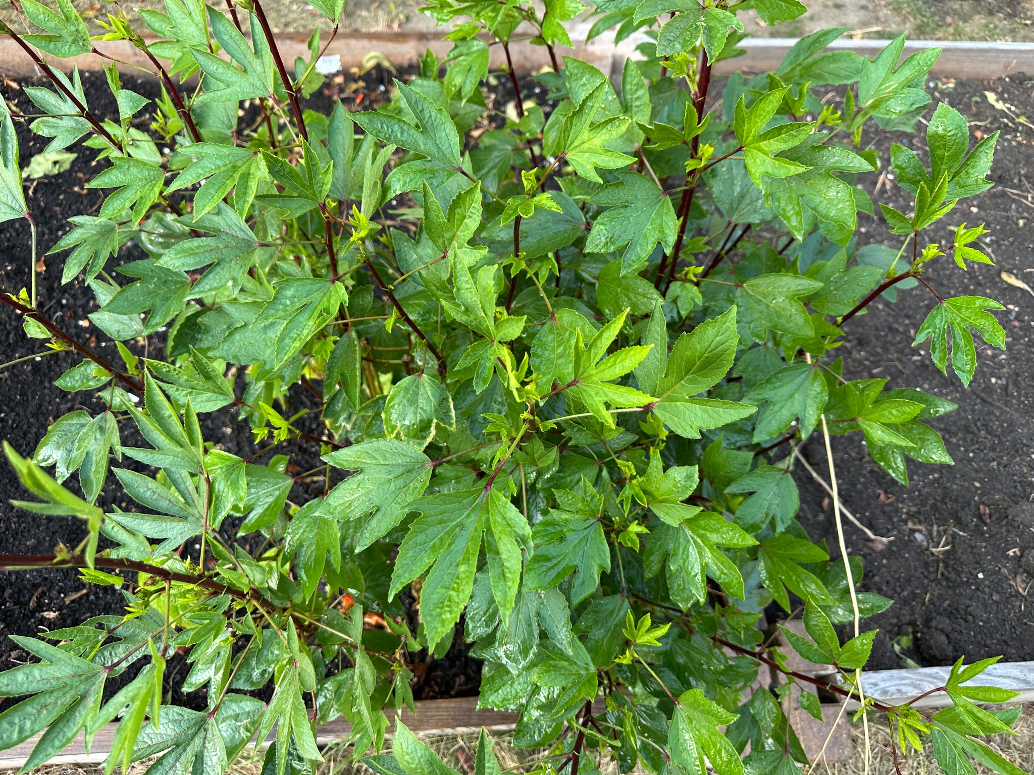 Gongura Roselle Red (Jamaican Sorrel / Florida Cranberry) – Inherited Seeds