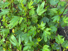 Load image into Gallery viewer, Gongura Roselle Red (Jamaican Sorrel / Florida Cranberry)
