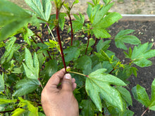 Load image into Gallery viewer, Gongura Roselle Red (Jamaican Sorrel / Florida Cranberry)
