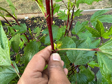 Load image into Gallery viewer, Gongura Roselle Red (Jamaican Sorrel / Florida Cranberry)
