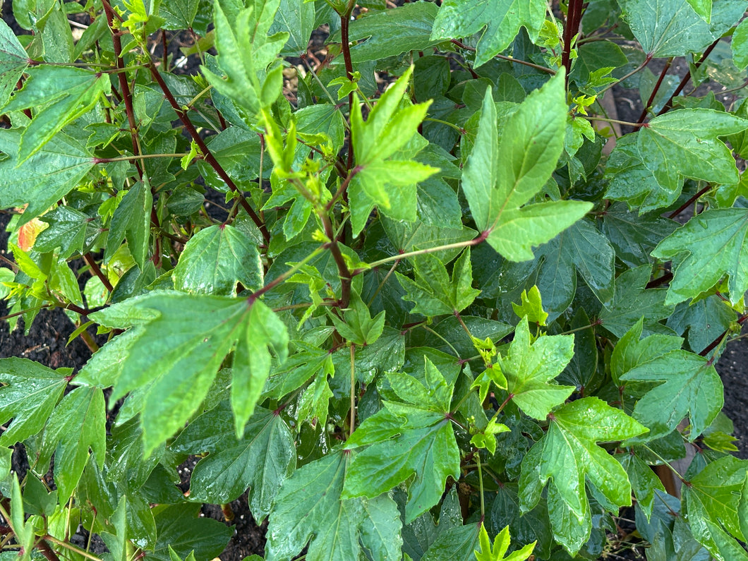 Gongura Roselle Red (Jamaican Sorrel / Florida Cranberry)