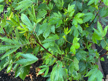 Load image into Gallery viewer, Gongura Roselle Red (Jamaican Sorrel / Florida Cranberry)
