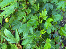 Load image into Gallery viewer, Gongura Roselle Red (Jamaican Sorrel / Florida Cranberry)
