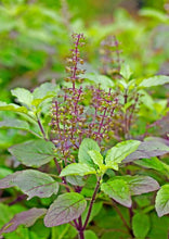 Load image into Gallery viewer, Basil-Holy Red Basil (Krishna Tulasi)
