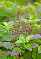 Basil-Holy Red Basil (Krishna Tulasi)