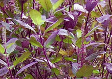 Load image into Gallery viewer, Basil-Holy Red Basil (Krishna Tulasi)
