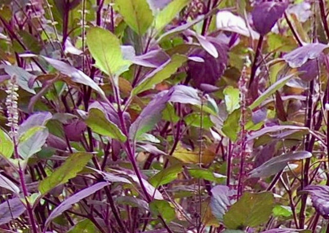 Basil-Holy Red Basil (Krishna Tulasi)