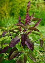 Load image into Gallery viewer, Basil-Holy Red Basil (Krishna Tulasi)
