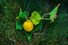 Load image into Gallery viewer, Dosakai / Indian Cucumber / Lemon Cucumber
