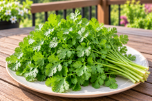 Load image into Gallery viewer, Cilantro Slow Bolt / Nati Malli
