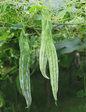 Load image into Gallery viewer, Indian Snake Gourd / Potlakaya
