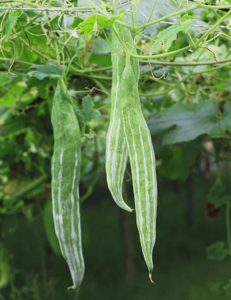 snake gourd plant in pot Indian Snake Gourd / Potlakaya – Inherited Seeds