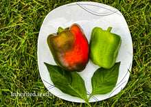 Load image into Gallery viewer, Bell Pepper Keystone Giant Red
