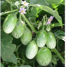 Load image into Gallery viewer, Nellore Green Bharta, Nellore Eggplant, Green Bharta Eggplant, Heirloom Eggplant, Open Pollinated Eggplant, Indian Eggplant, Indian Brinjal, Green Brinjal, Vankaya Seeds, Andhra Eggplant, Baingan Seeds, South Indian Vegetables, Indian Vegetable Seeds, Solanum melongena
