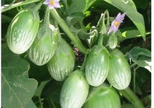 Load image into Gallery viewer, Nellore Green Bharta, Nellore Eggplant, Green Bharta Eggplant, Heirloom Eggplant, Open Pollinated Eggplant, Indian Eggplant, Indian Brinjal, Green Brinjal, Vankaya Seeds, Andhra Eggplant, Baingan Seeds, South Indian Vegetables, Indian Vegetable Seeds, Solanum melongena

