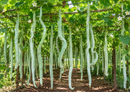 Indian Snake Gourd Long / Potlakaya