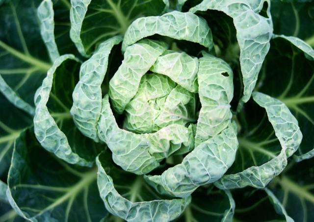 Collard Champion – Inherited Seeds