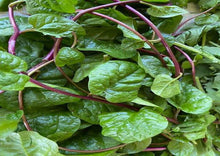 Load image into Gallery viewer, Spinach Red Malabar Premium
