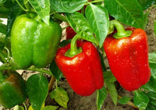 Load image into Gallery viewer, Bell Pepper Keystone Giant Red
