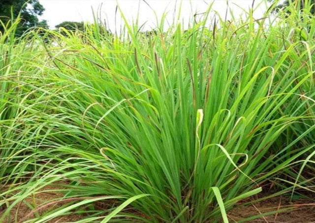 Lemon Grass - West Indian (Cymbopogon flexuosis)