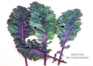 Kale Red Russian