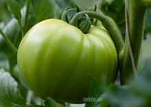 Load image into Gallery viewer, Tomato Brandywine Pink
