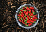 Chilli African Birdseye