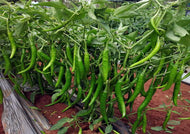 Chilli Finger Hot
