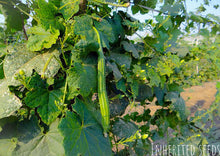 Load image into Gallery viewer, Luffa Angled Ridge Gourd
