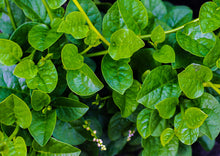 Load image into Gallery viewer, Spinach Green Malabar (Poi / Bachali)
