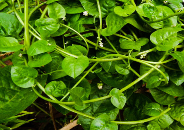 Spinach Green Malabar (Poi / Bachali)