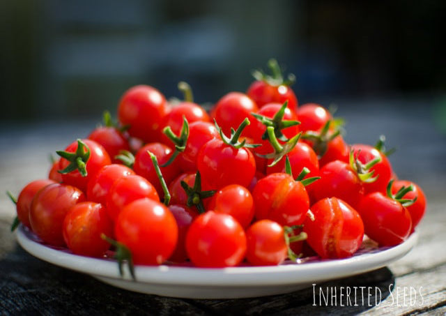 Tomato Red Cherry - Gardener's Delight